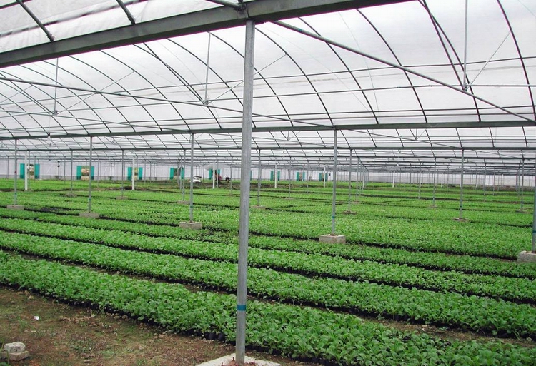 The realistic picture of vegetable seedling base greenhouse