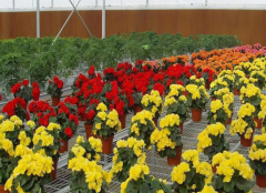 You Can Decide On Your Own What Kind Of Greenhouse Flowers