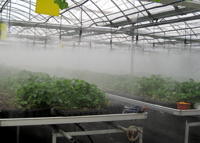 Irrigation greenhouses, Plastic Greenhouse