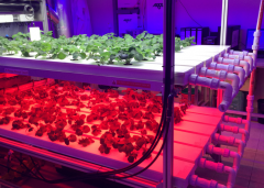 120X3W LED Grow Llighting-Bozong Greenhouse