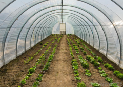 Vegetable Garden Greenhouse For Sale-Bozong Greenhouse