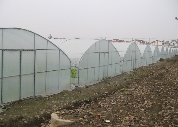 Tunnel Greenhouse