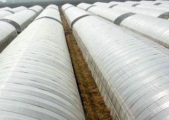 Tunnel Green House-Bozong Greenhouse