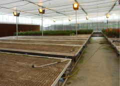 Translational Nursery Bed-Bozong Greenhouse