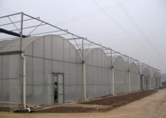 Best Multi Span Film Greenhouse-Bozong Greenhouse