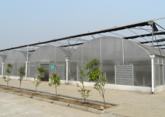 Multi-Span Film Greenhouse-Bozong Greenhouse