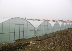 HOT!! Multi-Span Film Greenhouse-Bozong Greenhouse