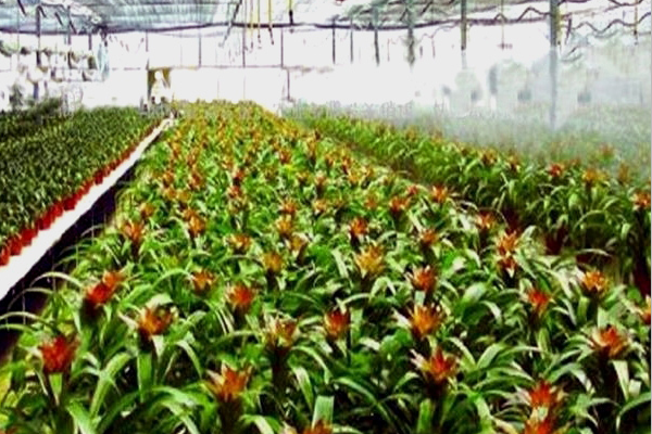 flower greenhouse for film greenhouse