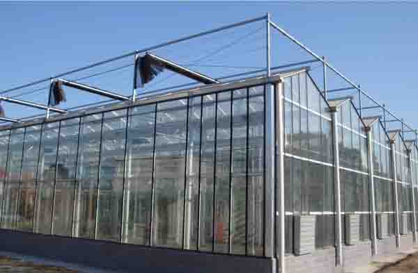 The Glass Greenhouse