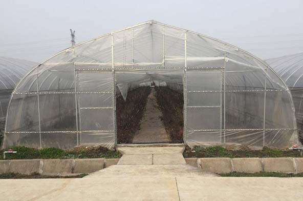 Film Greenhouse