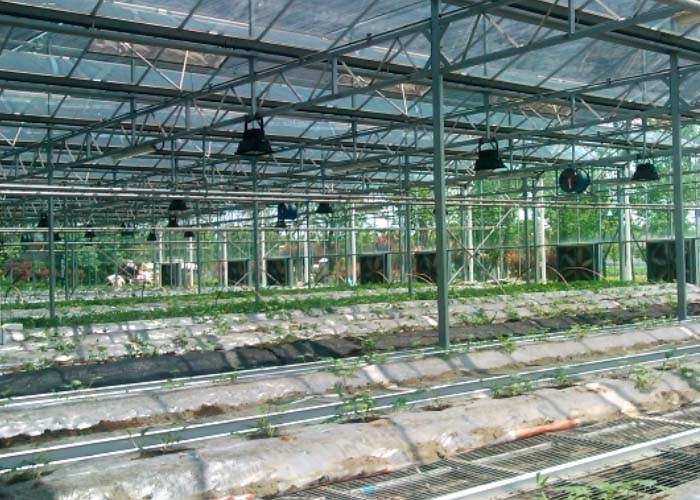 Commercial Glass Greenhouse