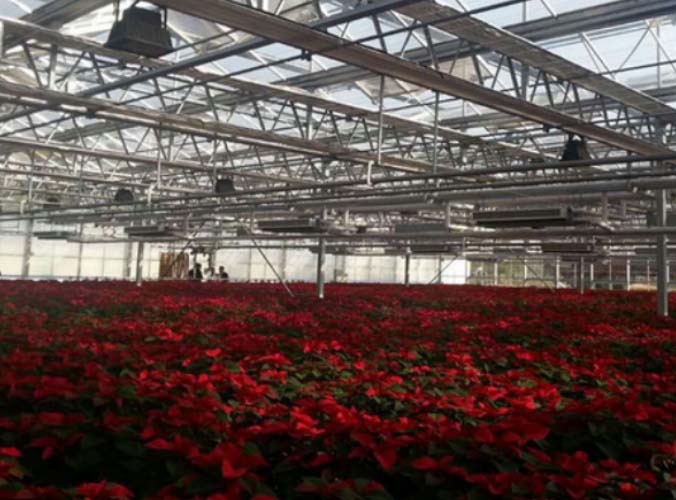 Commercial Glass Greenhouse