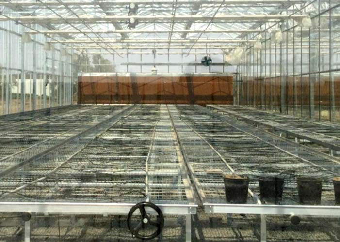 Commercial Glass Greenhouse