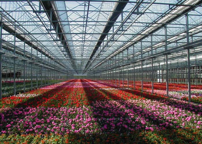 Commercial Glass Greenhouse