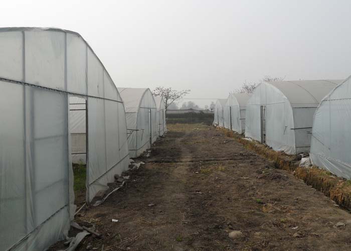 Tunnel Greenhouse