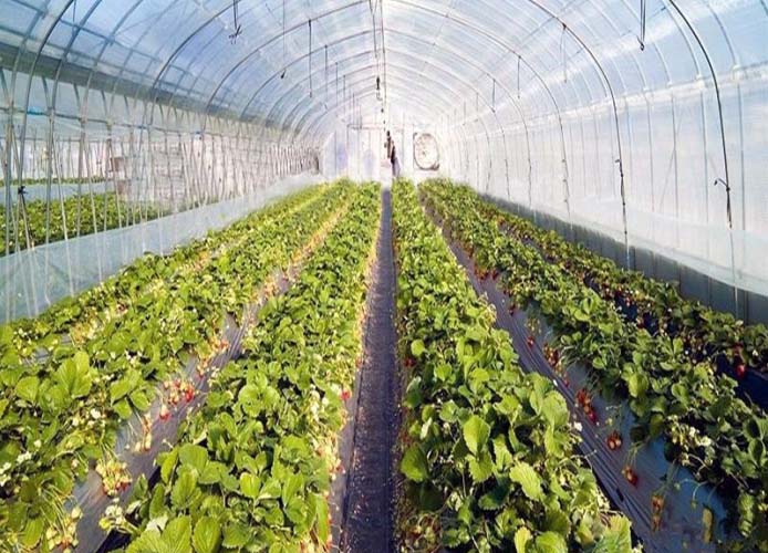 Tunnel Greenhouse