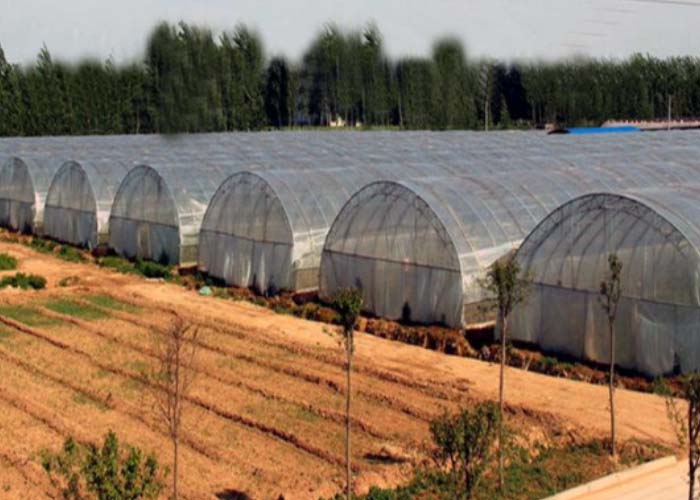 Tunnel Greenhouse