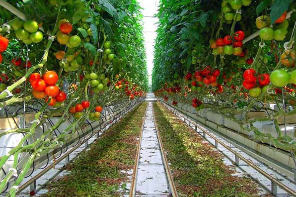 Polytunnel greenhouse with hydroponics system