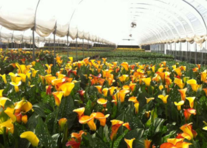 Scientific Research Greenhouse（inside）