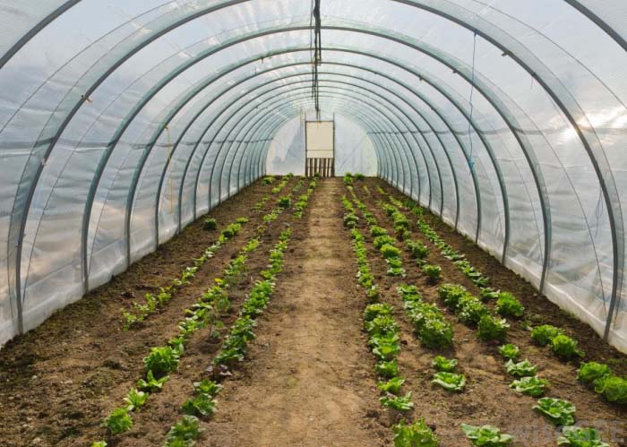 Vegetable Greenhouse （inside one）