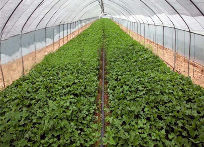 Vegetable Greenhouse（inside two）