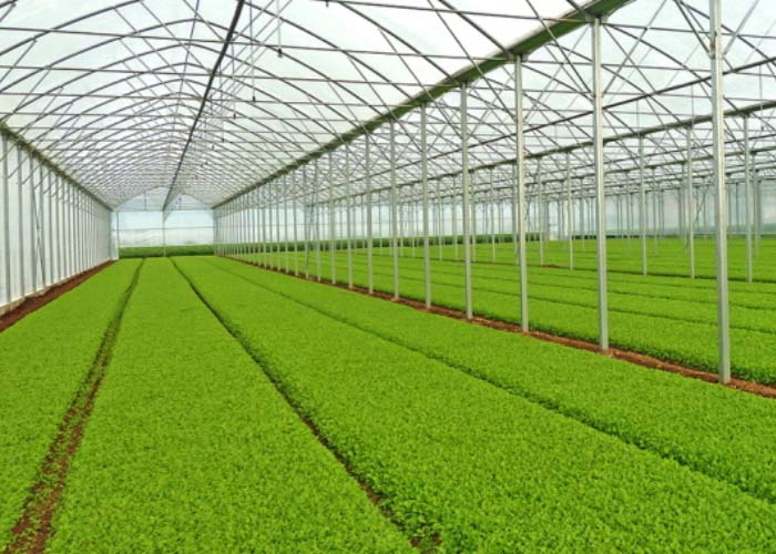 Vegetable Greenhouse