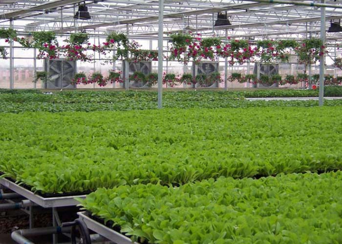 Vegetable Greenhouse