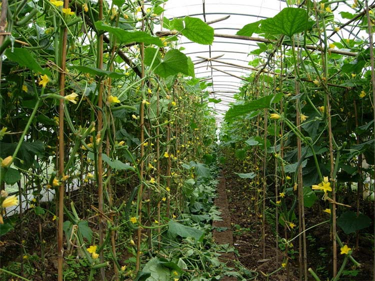 Vegetable Greenhouse For Hydroponics