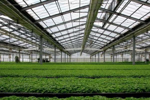 Vegetable Greenhouse