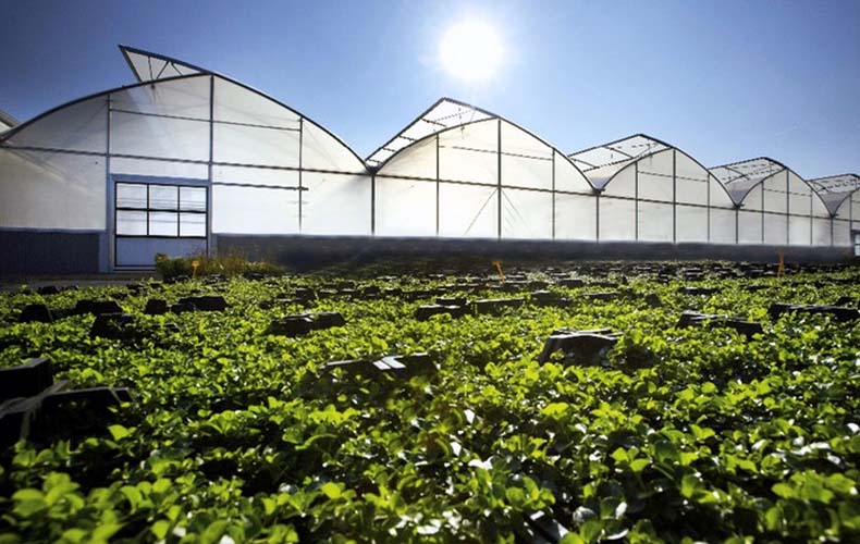 Flower Greenhouse with Sawtooth