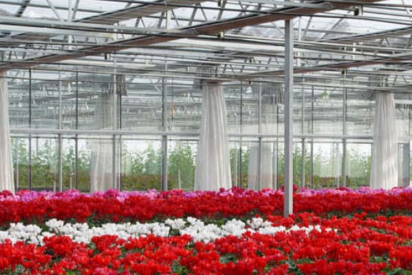 Flower Greenhouse