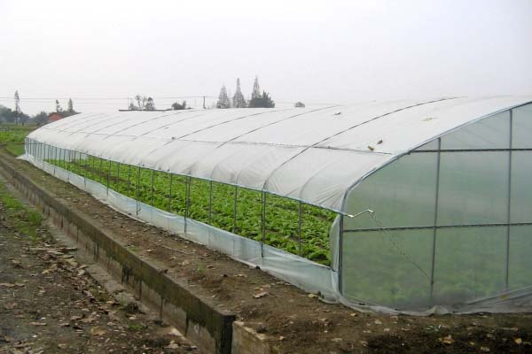 flower tunnel greenhouse