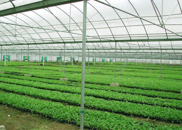 Multi-Span Film Greenhouse