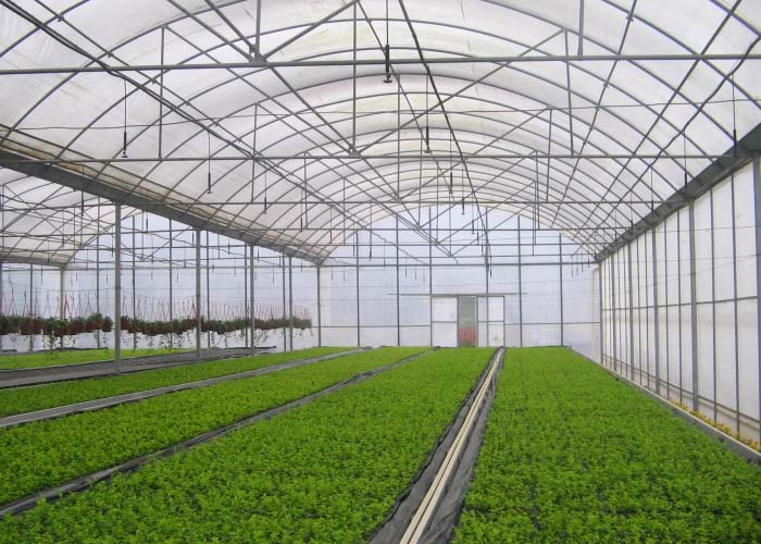 Multi-Span Film Greenhouse