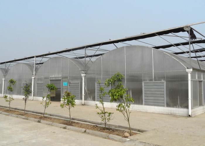 Multi-Span Film Greenhouse