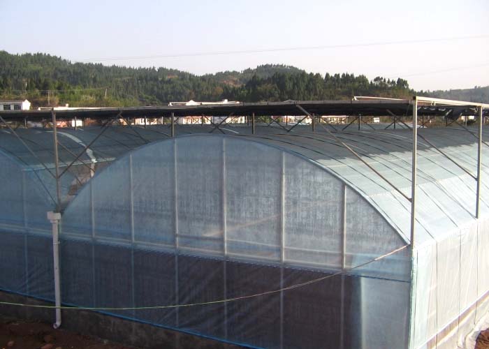 Multi-Span Film Greenhouse