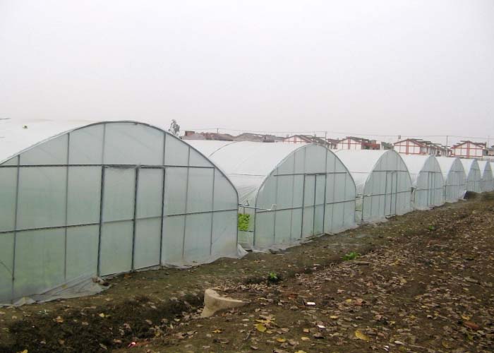 Multi-Span Film Greenhouse