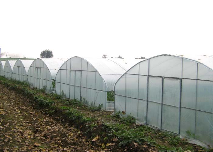 Multi-Span Film Greenhouse