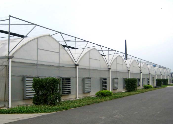 Multi-Span Film Greenhouse