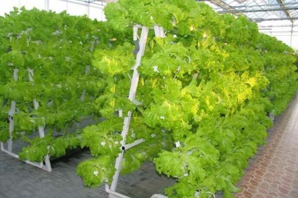 Hydroponics System