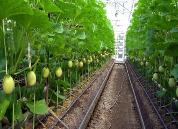 Drip Irrigation System