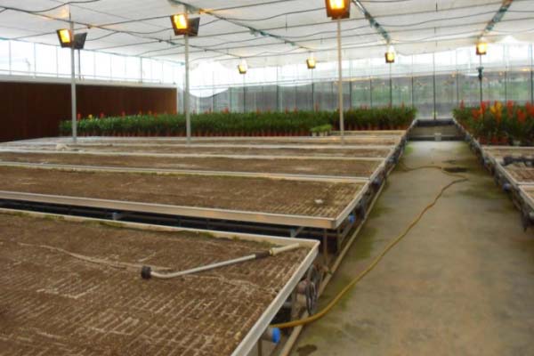 Translational Nursery Bed