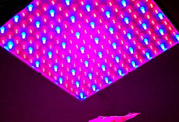 LED Growing Light