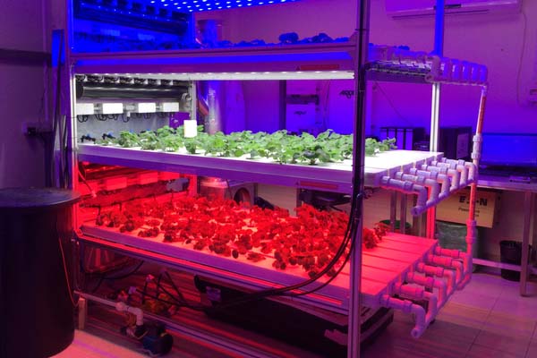 LED Growing Light For Greenhouse
