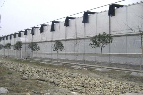 Plastic Film Sawtooth Greenhouse