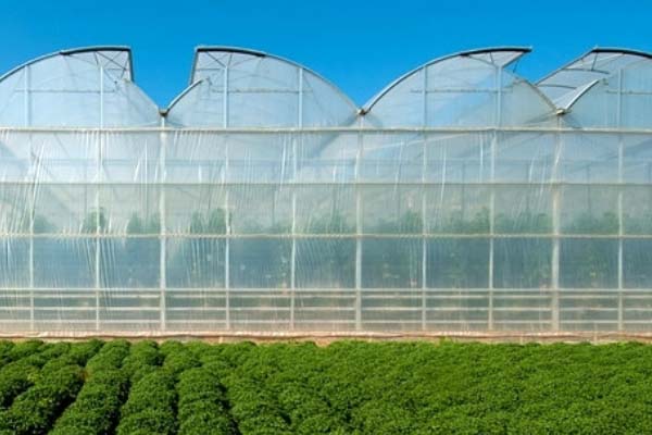 Plastic Film Sawtooth Greenhouse