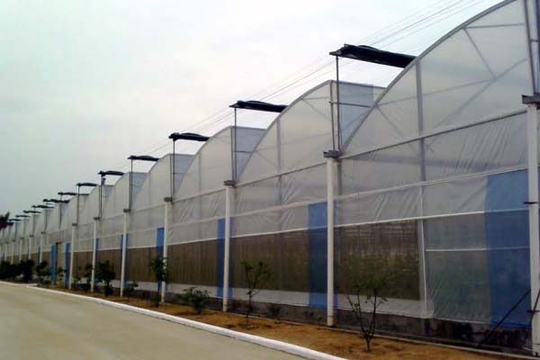 Plastic Film Sawtooth Greenhouse