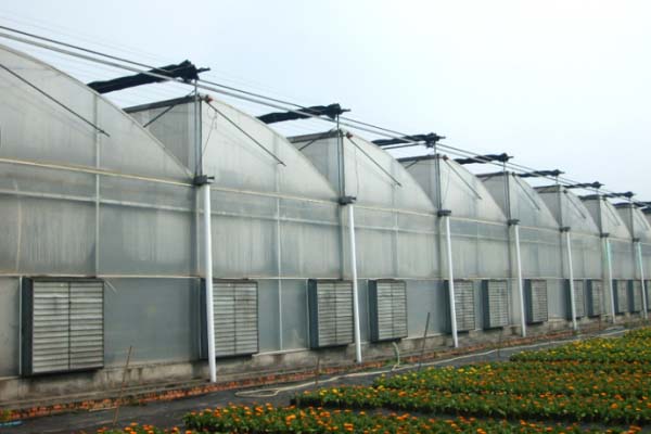 Plastic Film Sawtooth Greenhouse