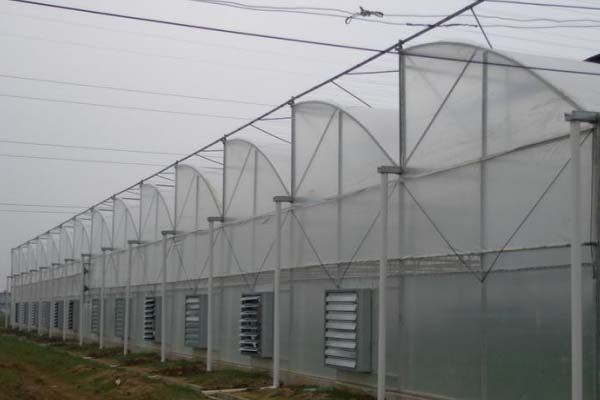 Plastic Film Sawtooth Greenhouse