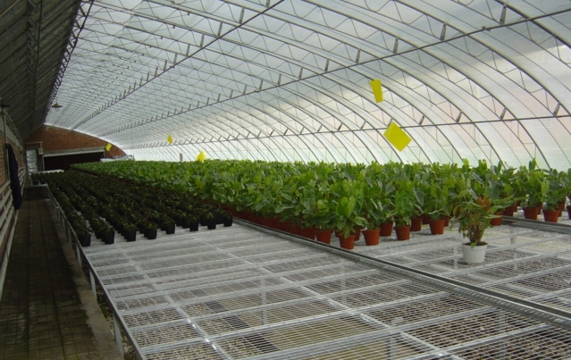 The Sunlight Greenhouse